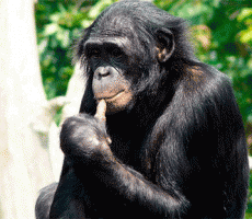 Американские ученые возможно откажутся от экспериментов на шимпанзе 