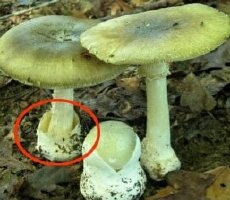 В Молдове и Приднестровье участились случаи отравления грибами