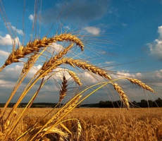 В Молдове в этом году значительно снизится объем урожая зерновых культур