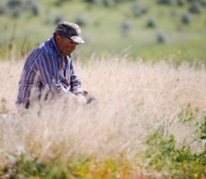 Засуха и жара выжигает урожай в Молдове
