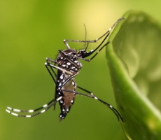 Природные помощники в избавлении от комариных укусов